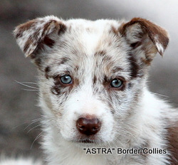 Red Merle Female, Smooth to Medium coated, Border collie puppy